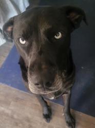 Lost Male Dog last seen Shooting range in Prentice Cooper, Chattanooga, TN 37415
