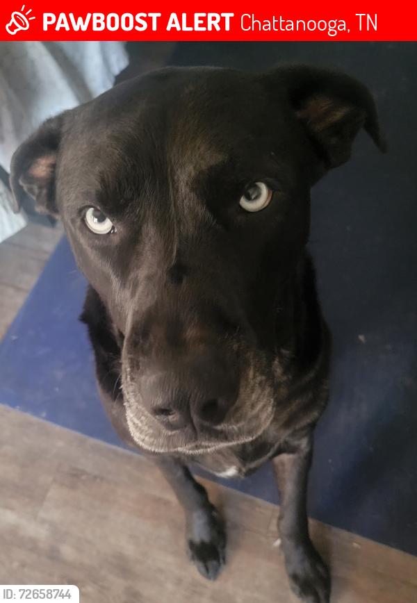 Lost Male Dog last seen Shooting range in Prentice Cooper, Chattanooga, TN 37415