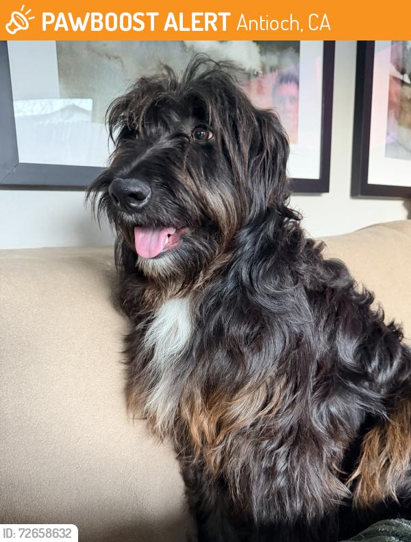 Found/Stray Unknown Dog last seen Bear Ridge Way and Hillcrest, Antioch, CA 94531