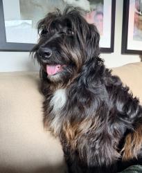 Found/Stray Unknown Dog last seen Bear Ridge Way and Hillcrest, Antioch, CA 94531