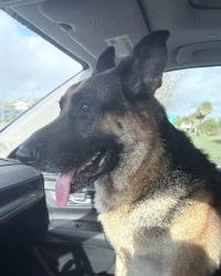 Shelter Stray Male Dog last seen SAINT EVERGREEN CEMETERY ON BAY ST IN LEESBURG, Deer Island, FL 32778