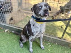 Shelter Stray Male Dog last seen , Los Angeles, CA 91405