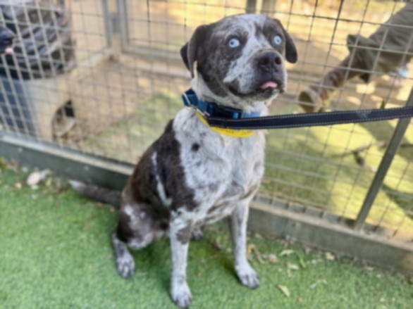 Shelter Stray Male Dog last seen , Los Angeles, CA 91405