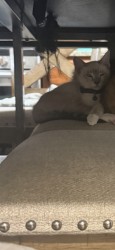 Lost Male Cat last seen Shaver st and Pauline ave , Pasadena, TX 77502