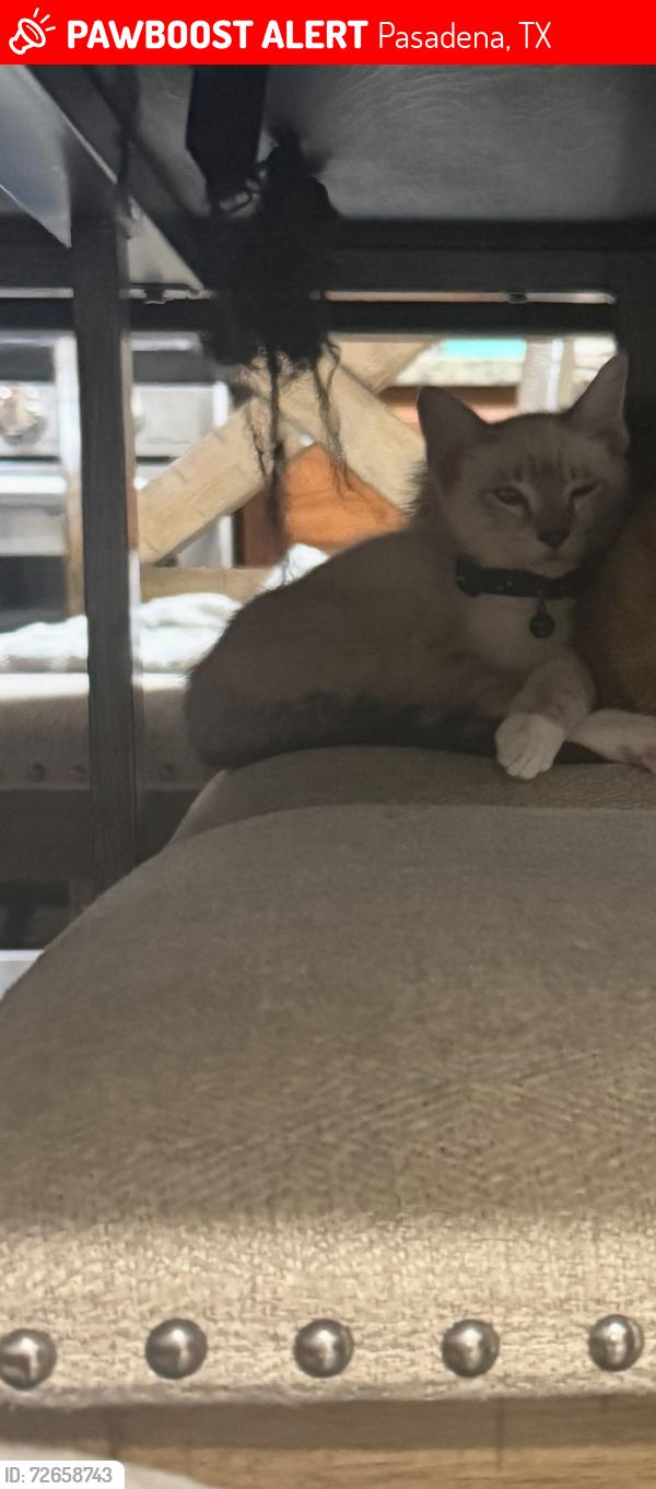 Lost Male Cat last seen Shaver st and Pauline ave , Pasadena, TX 77502