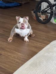 Lost Female Dog last seen Deerfield beach high school , Deerfield Beach, FL 33441