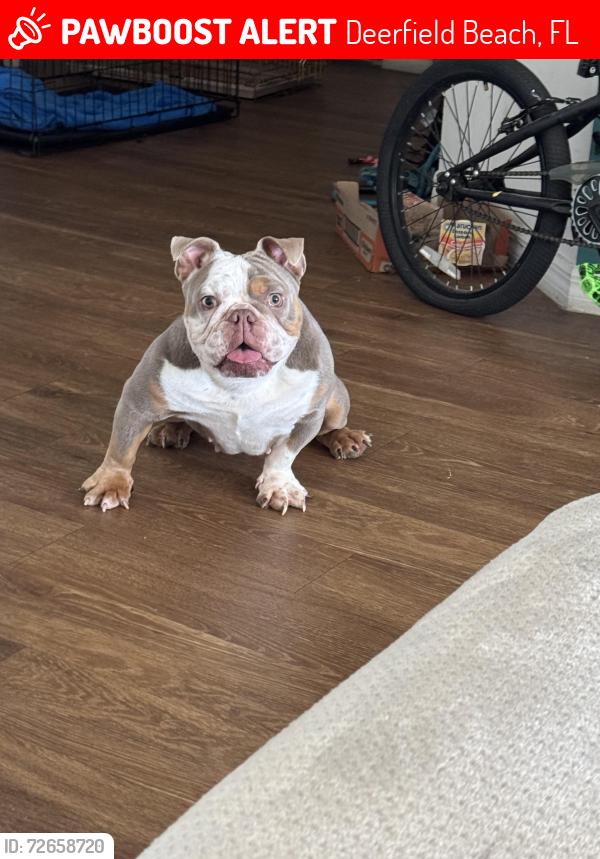 Lost Female Dog last seen Deerfield beach high school , Deerfield Beach, FL 33441
