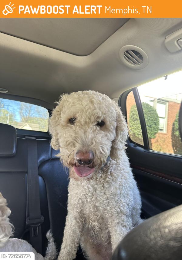 Found/Stray Male Dog last seen Echles , Memphis, TN 38111