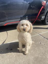Found/Stray Female Dog last seen The Woodlands Neighborhood , Tulsa, OK 74133