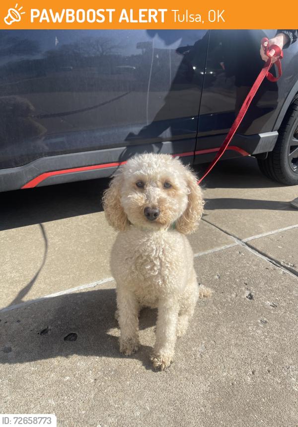 Found/Stray Female Dog last seen The Woodlands Neighborhood , Tulsa, OK 74133