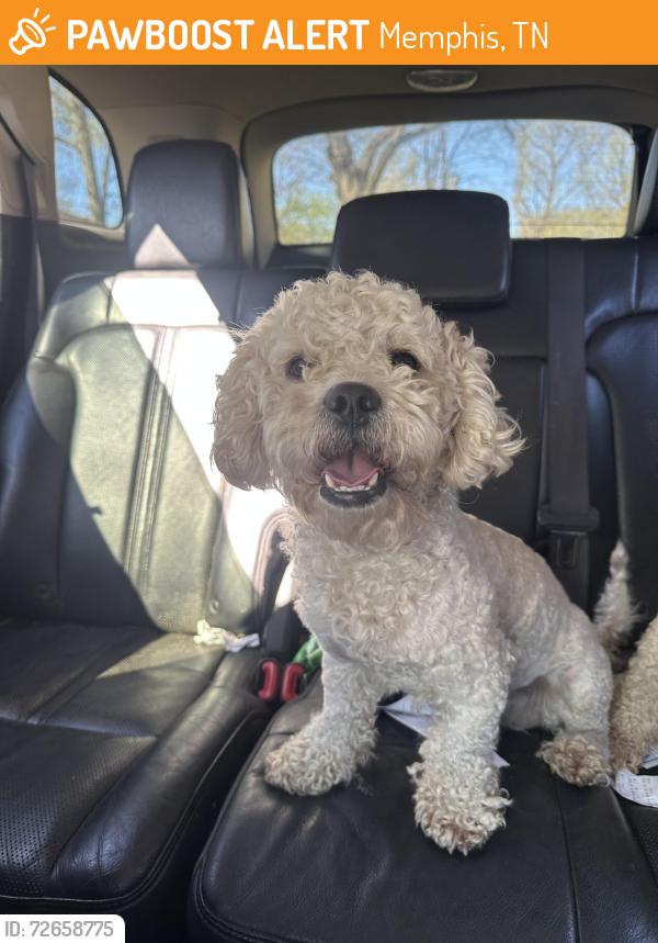 Found/Stray Female Dog last seen echles st, Memphis, TN 38111