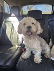 Found/Stray Female Dog last seen echles st, Memphis, TN 38111