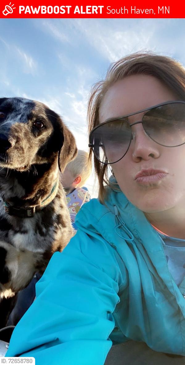 Lost Female Dog last seen Stanley Eddie , South Haven, MN 55382