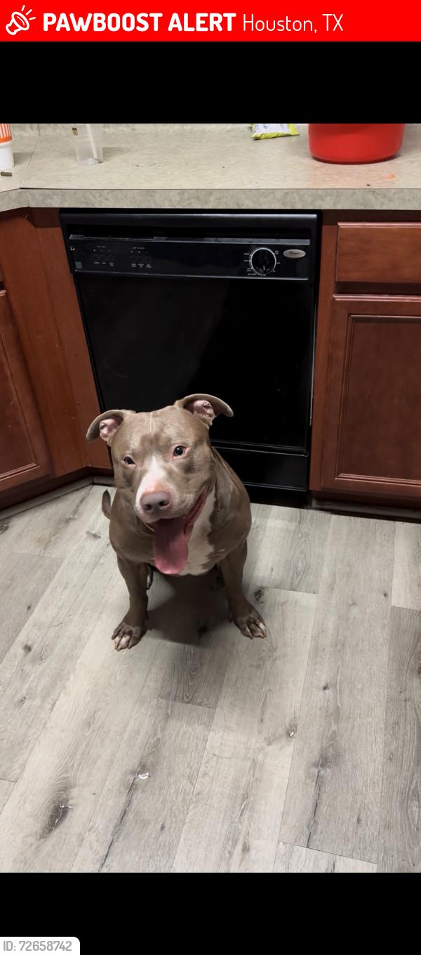 Lost Male Dog last seen Near vista Del Mar Dr , Houston, TX 77083