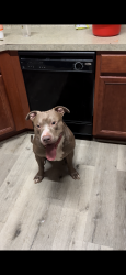 Lost Male Dog last seen Near vista Del Mar Dr , Houston, TX 77083