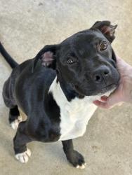 Found/Stray Male Dog last seen Park, Hemet, CA 92583