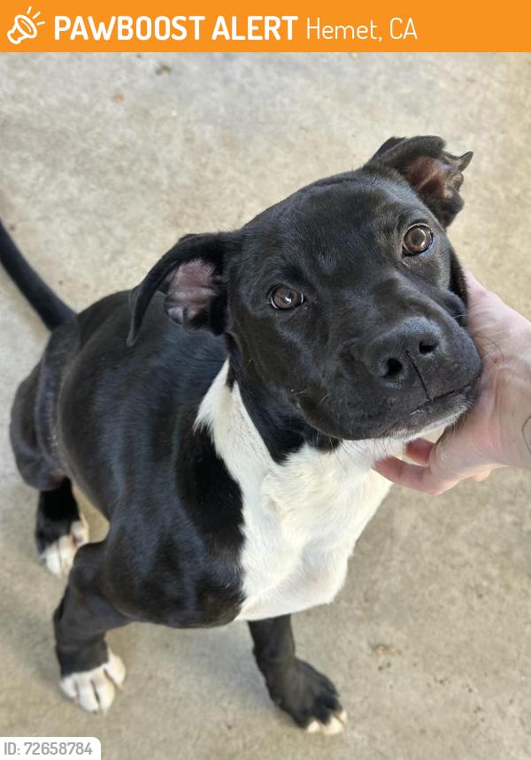 Found/Stray Male Dog last seen Park, Hemet, CA 92583
