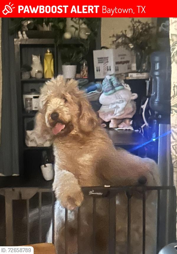Lost Female Dog last seen Craigmont, Baytown, TX 77521