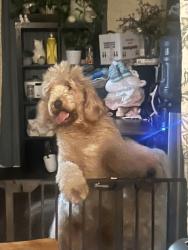Lost Female Dog last seen Craigmont, Baytown, TX 77521