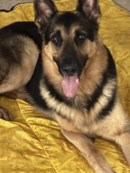 Found/Stray Male Dog last seen Warwick Drive and Holland Rd, Virginia Beach, VA 23453