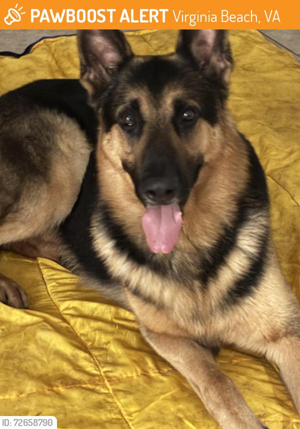 Found/Stray Male Dog last seen Warwick Drive and Holland Rd, Virginia Beach, VA 23453