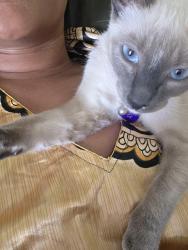 Lost Female Cat last seen Hollyhock , Avondale, AZ 85007
