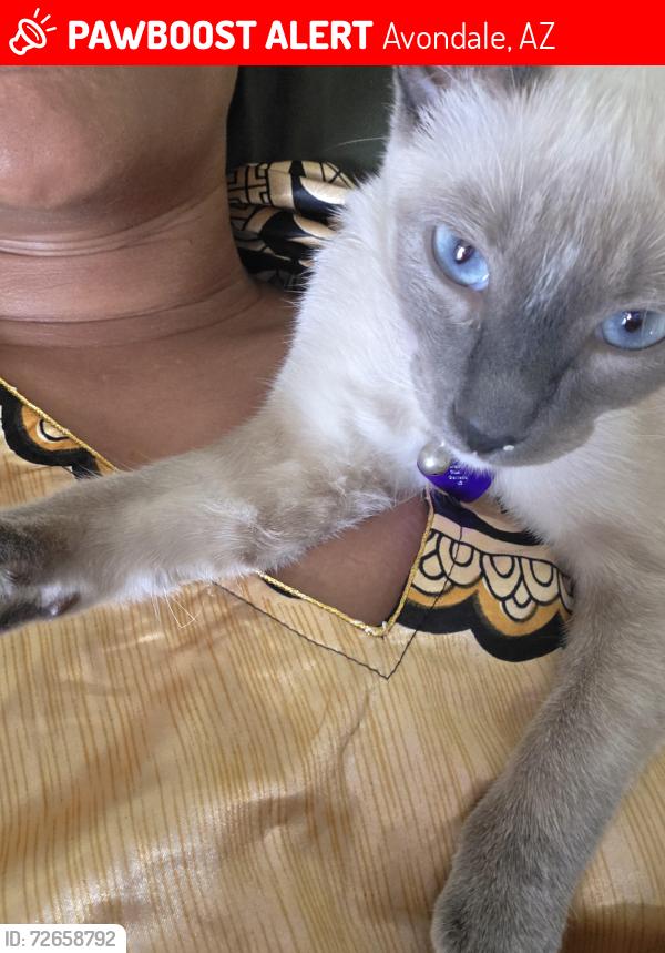 Lost Female Cat last seen Hollyhock , Avondale, AZ 85007