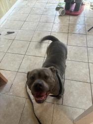 Found/Stray Male Dog last seen Warwick Drive and Holland Road, Virginia Beach, VA 23453