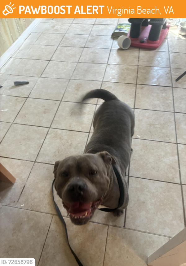 Found/Stray Male Dog last seen Warwick Drive and Holland Road, Virginia Beach, VA 23453