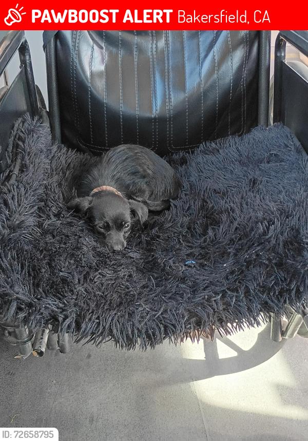 Lost Male Dog last seen Jack in the box by the martin Luther king park, Bakersfield, CA 93307