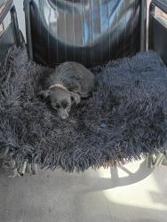 Lost Male Dog last seen Jack in the box by the martin Luther king park, Bakersfield, CA 93307