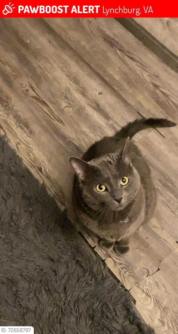 Lost Male Cat last seen Near Grace St Apt A , Lynchburg, VA 24504