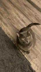 Lost Male Cat last seen Near Grace St Apt A , Lynchburg, VA 24504