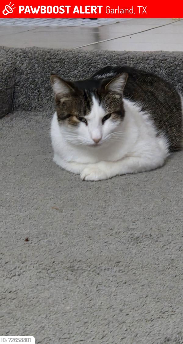 Lost Male Cat last seen Arapahoe  shiloh, Garland, TX 75044