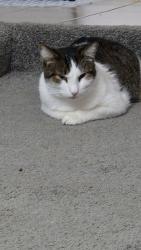 Lost Male Cat last seen Arapahoe  shiloh, Garland, TX 75044