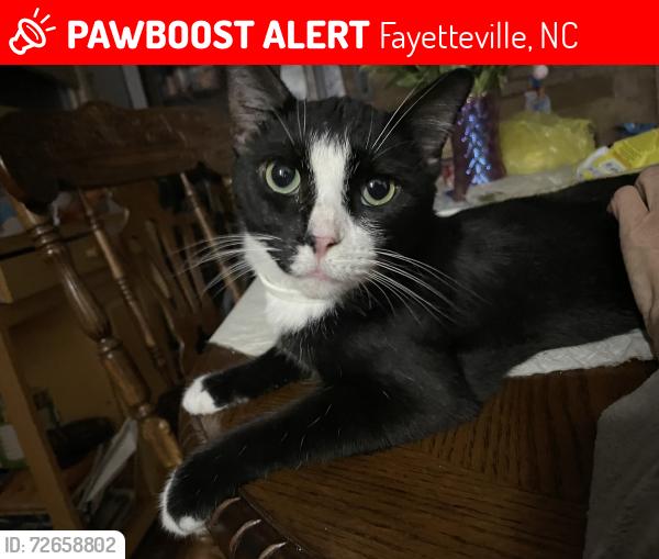 Lost Male Cat last seen Nix rd, Fayetteville, NC 28314