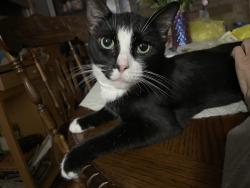 Lost Male Cat last seen Nix rd, Fayetteville, NC 28314