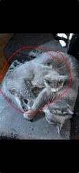 Lost Female Cat last seen Havana and alameda, Denver, CO 80247