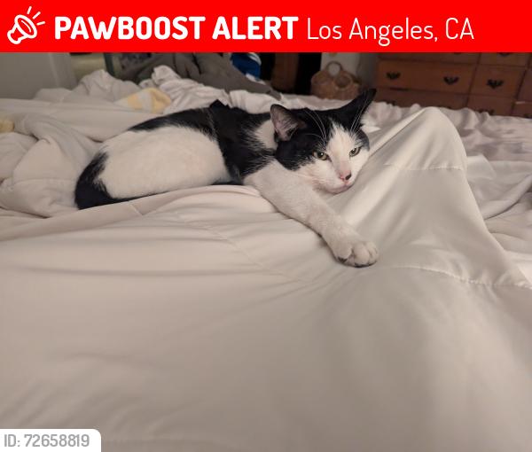 Lost Male Cat last seen Lassen , Los Angeles, CA 91324