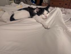 Lost Male Cat last seen Lassen , Los Angeles, CA 91324