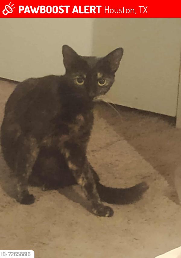 Lost Female Cat last seen Tidwell RD & Guhn, Houston, TX 77040