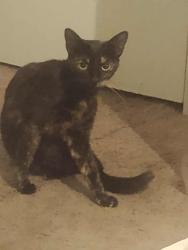 Lost Female Cat last seen Tidwell RD & Guhn, Houston, TX 77040