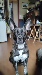 Lost Female Dog last seen Hiltonia Creek Rd highway 24 , Sylvania, GA 30467