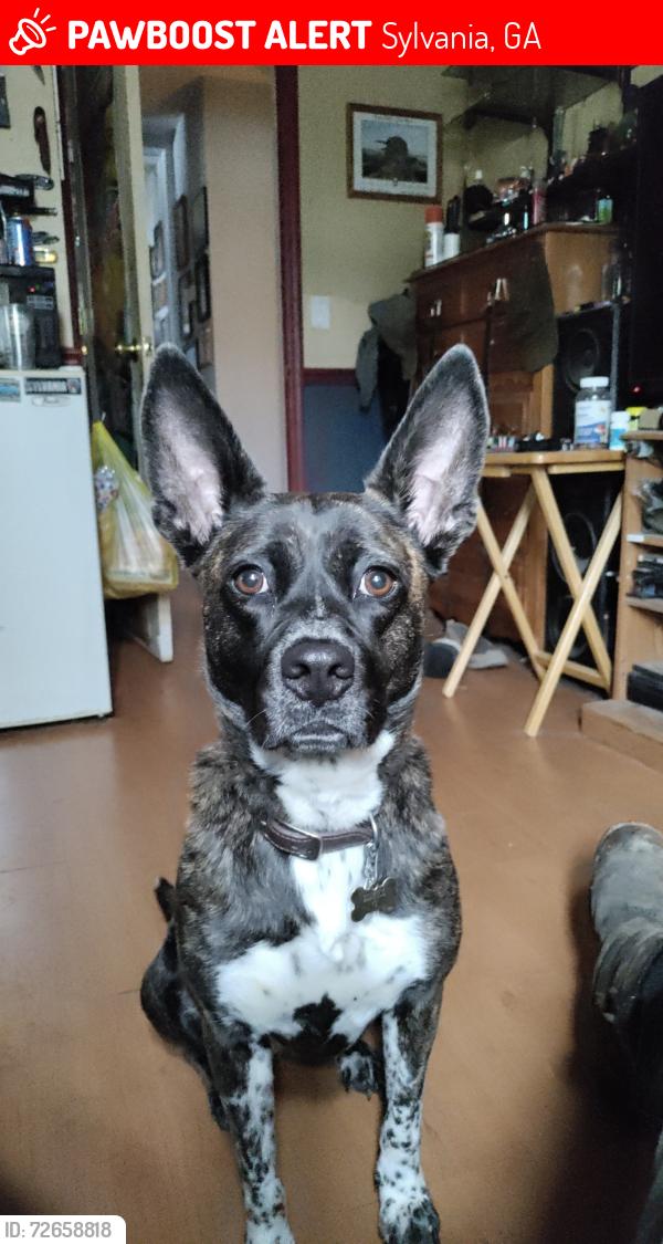Lost Female Dog last seen Hiltonia Creek Rd highway 24 , Sylvania, GA 30467