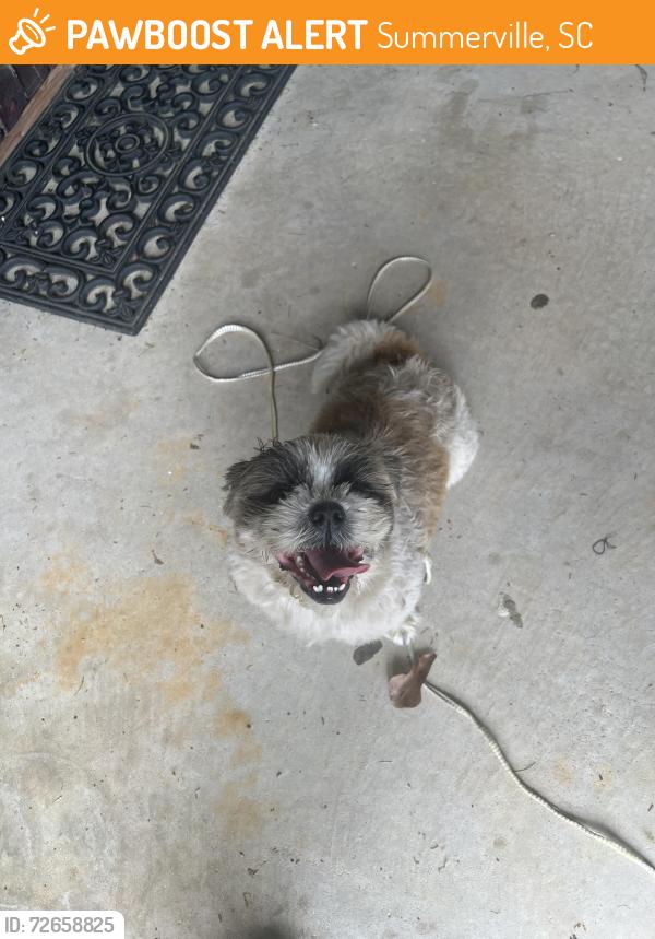 Found/Stray Unknown Dog last seen Near Moccasin Ct Summerville S.c, Summerville, SC 29486