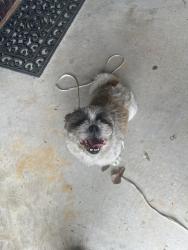 Found/Stray Unknown Dog last seen Near Moccasin Ct Summerville S.c, Summerville, SC 29486