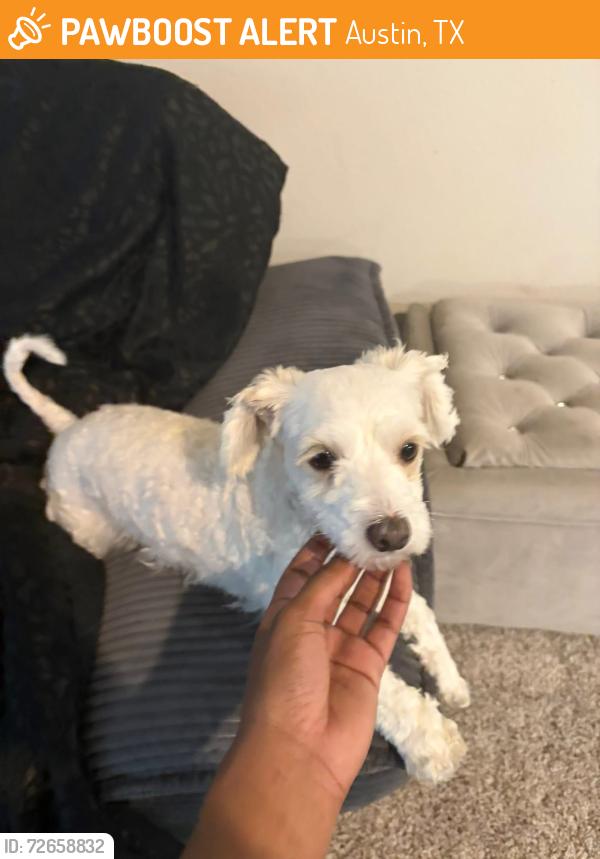 Found/Stray Female Dog last seen Near e slaughter ln, Austin, TX 78744