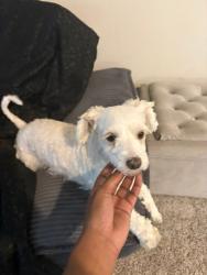 Found/Stray Female Dog last seen Near e slaughter ln, Austin, TX 78744