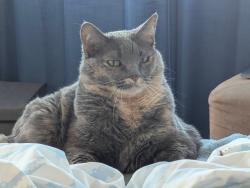 Lost Female Cat last seen Audie Murphy Ranch, Menifee, CA 92584