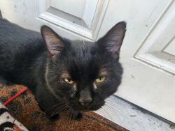 Lost Male Cat last seen Lemon st intersection near hwy 27/441, Lady Lake, FL 32159